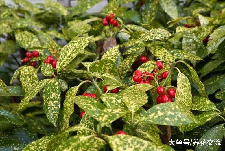 9种可以保持常年翠绿的开花灌木, 果子也是特别自然的