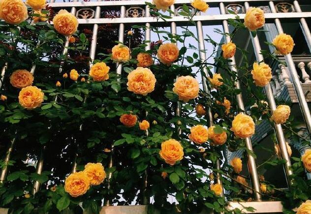 邻居家养了4盆“花大王”, 一年开花300天, 天天好运来!