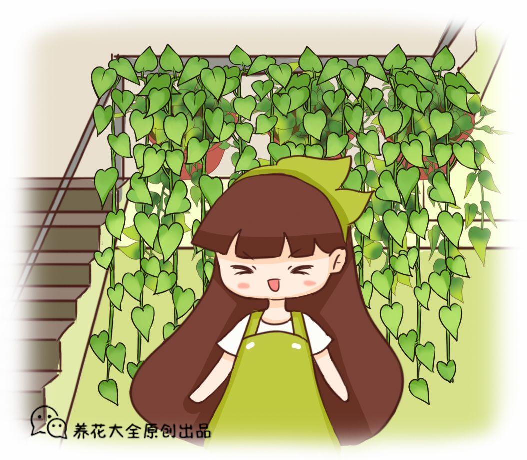 盆里埋点茶叶渣, 土立马肥得流油, 叶子能爬满楼梯!