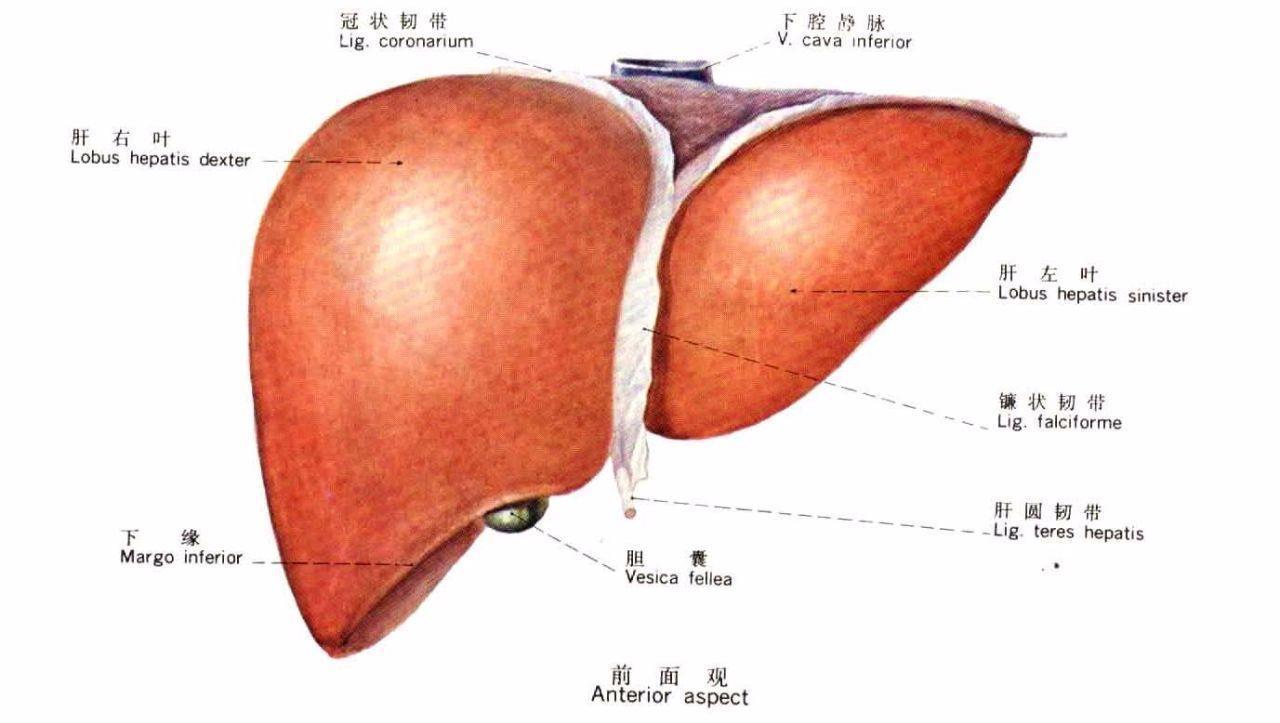 老人住院, 两个孝顺儿子来照顾, 查出是什么病后两人都不见了!