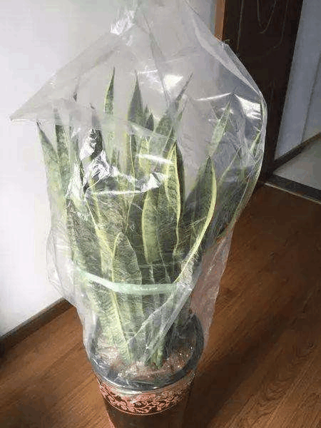 家里干燥别担心, 虎皮兰加层保护罩, 叶子依旧油绿绿!