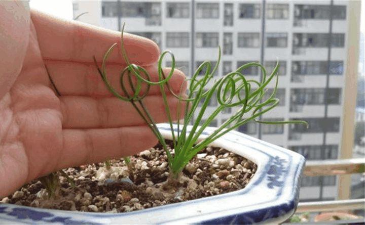 大妈养绿萝, 7天一碗青菜水, 一下蹿出8根枝!