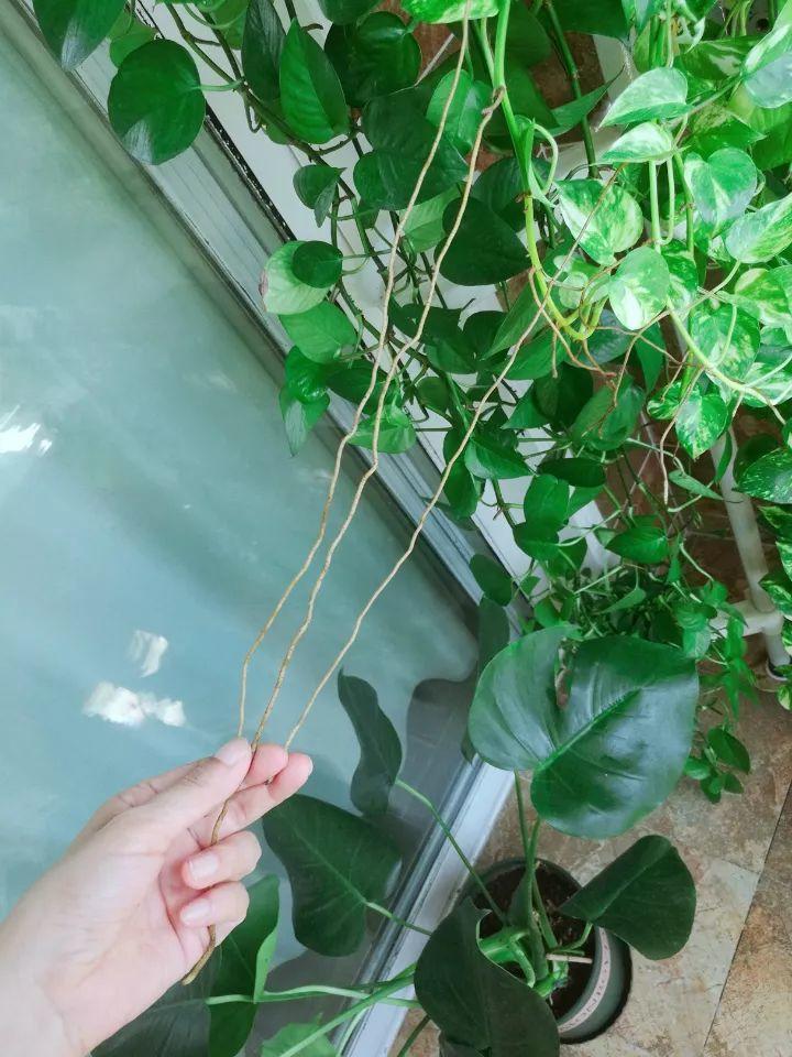 绿萝往外长胡子? 随手一捣鼓, 1盆变10盆!