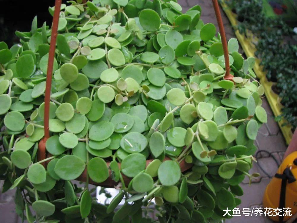 7种不用怎么照顾就能长满整个院子的低矮植物, 夏天暴晒也没关系