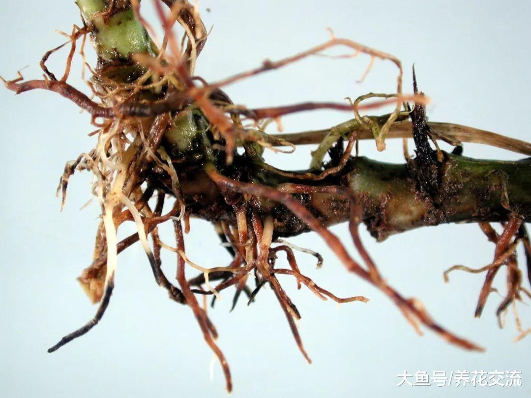 室内常见的几种植物叶子变黄的处理方法, 让盆栽常年翠绿