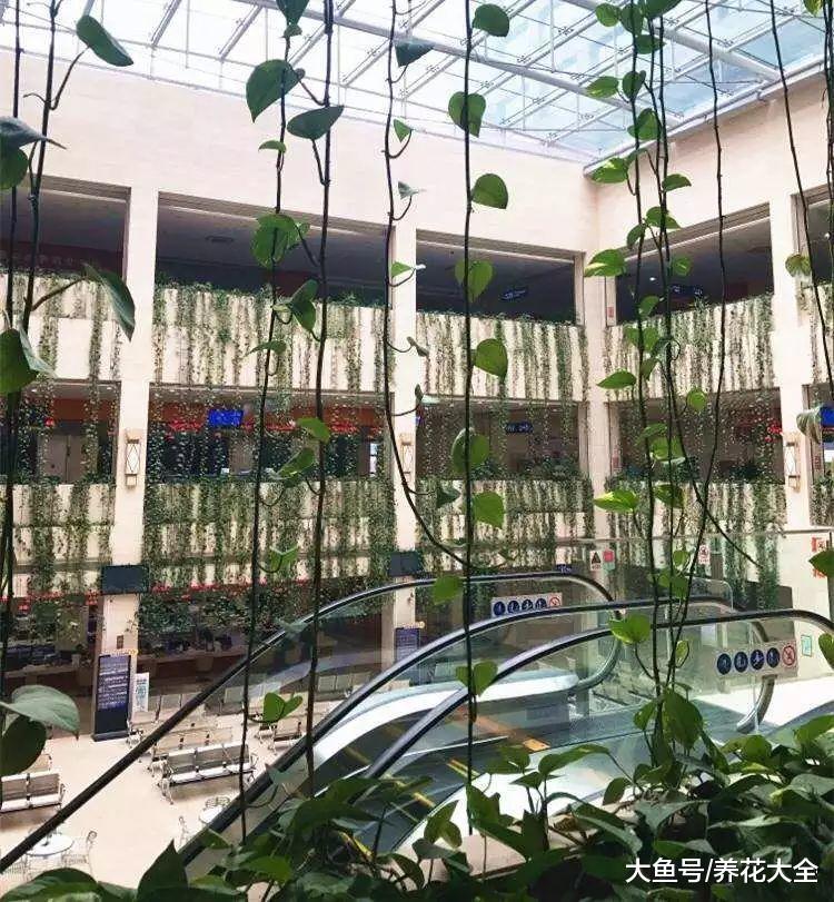 百合还能倒着长? 这些植物长起来, 你都不敢相信!