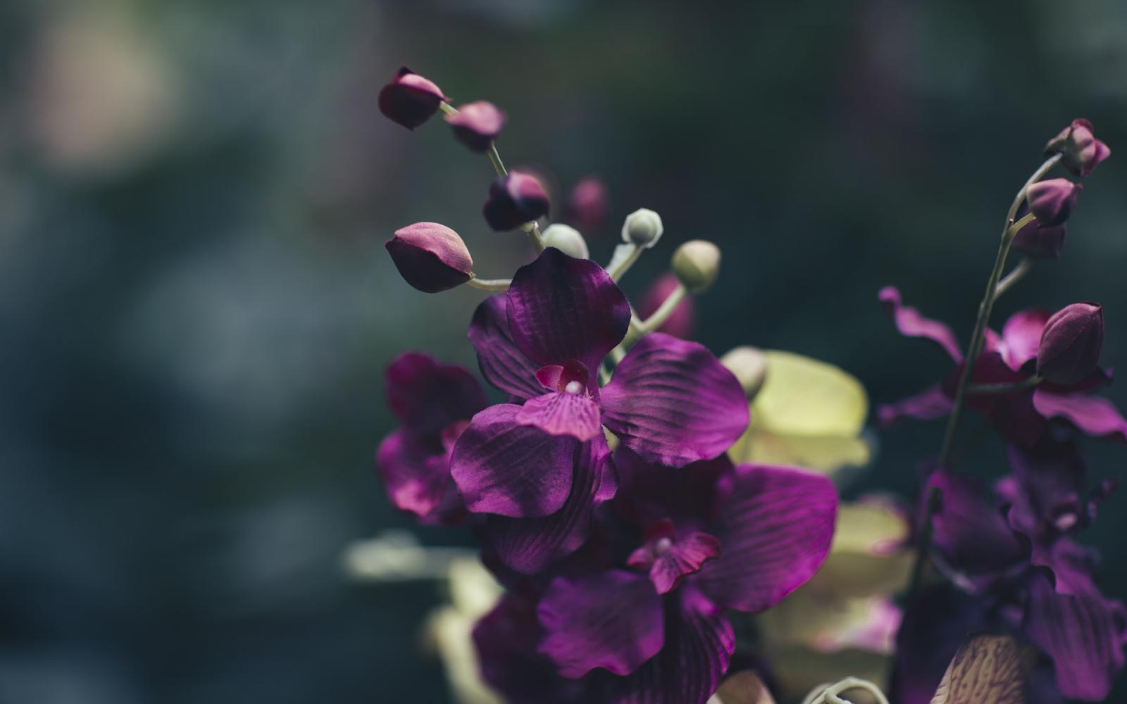 气温骤降, 植物需要特殊照顾吗?