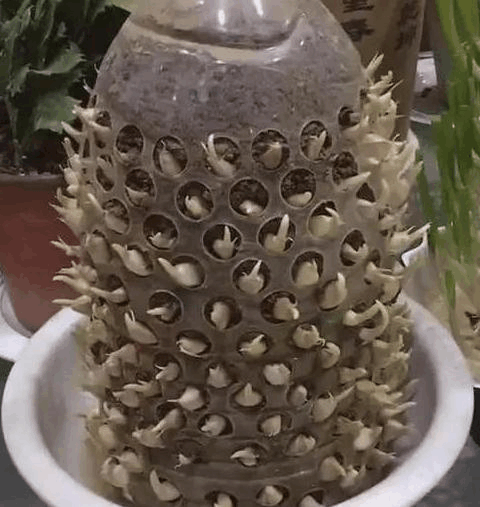 傻子才扔“空油桶”! 用来“养花种菜”, 种的多还省地方