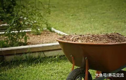 让院子里蔬菜产量更高的7个小贴士, 种菜更加轻松