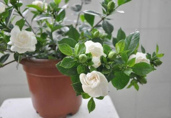栀子花冬天养, 用这“2招”, 不黄叶干枯, 来年花苞蹿!