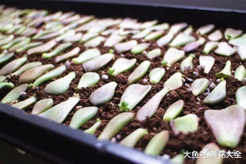 从播种到开花, 做到这几点, 月季也能爬满墙!