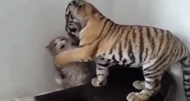 老虎吃猫咪豆腐, 结果被连扇好几个耳光, 太丢脸了!