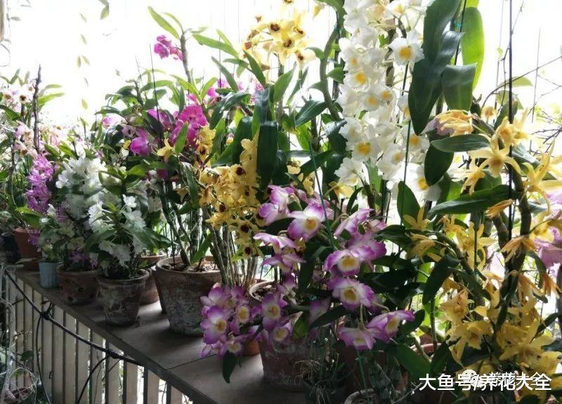 用树皮养石斛, 只要浇点水, 花枝蹭蹭长!