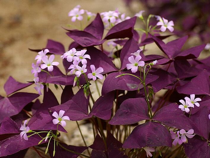 办公室花卉|耐阴耐旱的紫叶子草, 花期长达8个月, 办公室能养它?