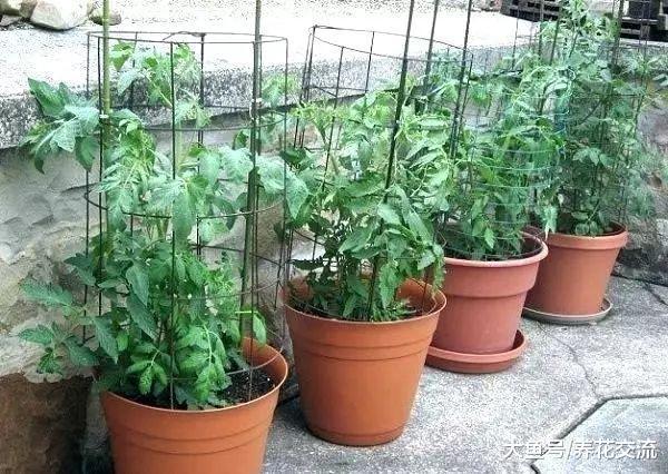 没想到养护西红柿还有这么多的浇水技巧, 想结果更多很简单