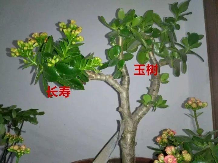 长寿绑到玉树上, 竟然能开9色花, 树干比胳膊还粗!