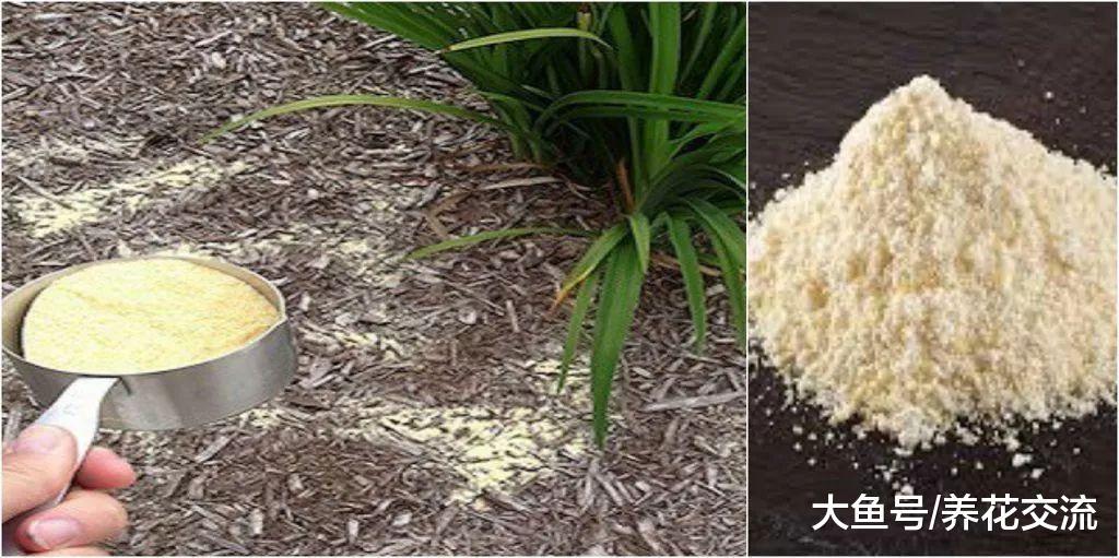 没想到玉米粉有这么多园艺作用, 用来养花就太棒了