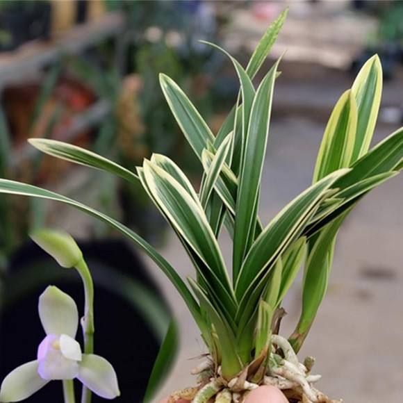 冬天在家养“兰花”, 这一点最“关键”, 根系壮花苞成串长!