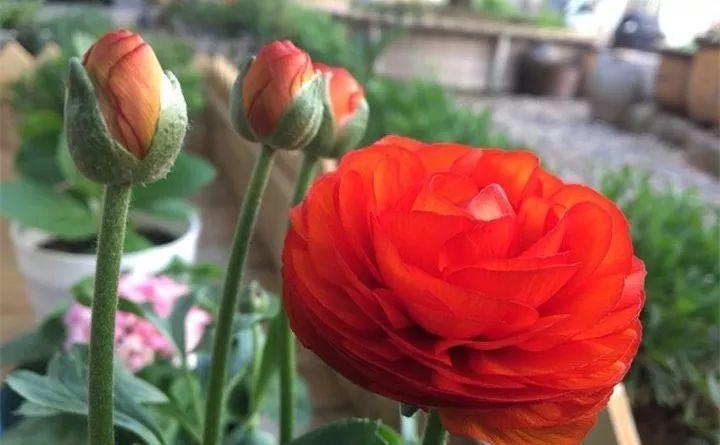 邻居在花盆种“芹菜”, 开出的花拳头大, 比玫瑰还耀眼!