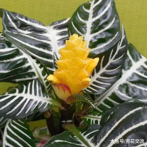 特别容易养护的银脉单药花, 还能开出金黄色的花朵