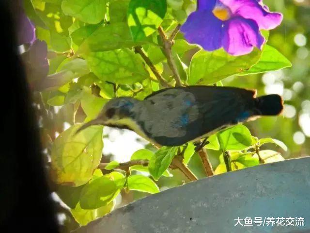 有这些方法保护家里的花草, 再也不怕它们被虫子吃掉了