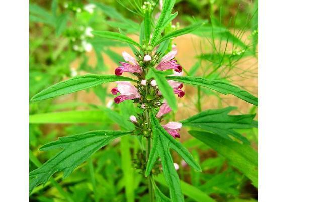 医生: 益母草的效果很神奇, 但这两类人服用等于送掉自己的小命!
