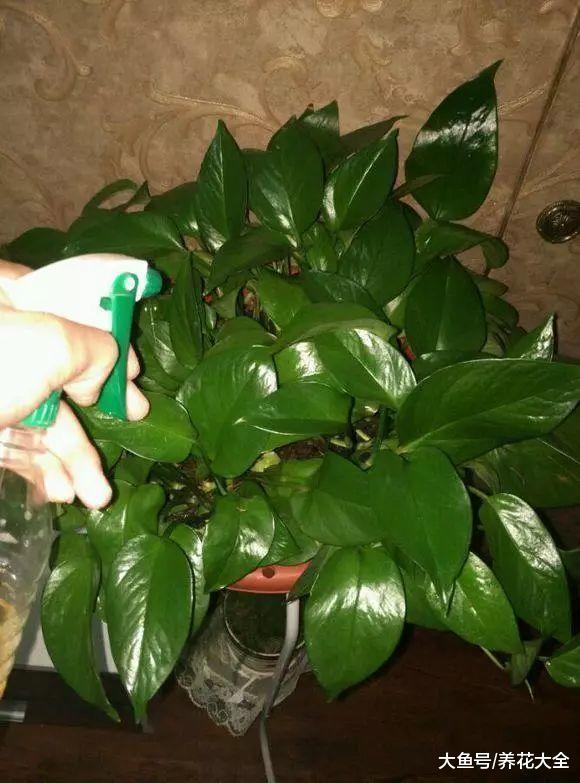 学会这一招, 就再也不怕绿萝它们黄叶了!