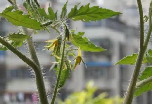这些普通到天天都能看见的蔬菜, 居然还能开出这么高逼格的花来!