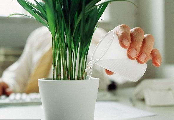 在冬天养花, 这“3种”水不能用, 要不再好养的花也烂死!