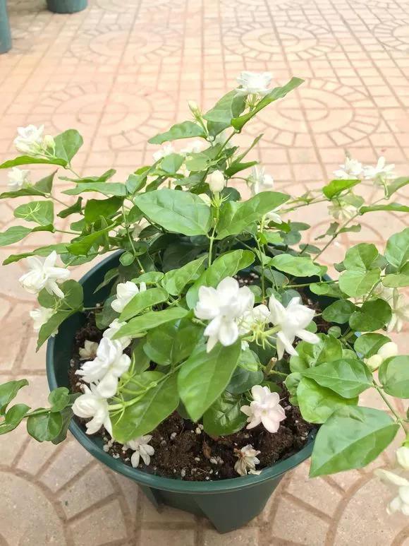 给花吃个鸡蛋, 长得嗷嗷旺, 叶子绿得冒油!