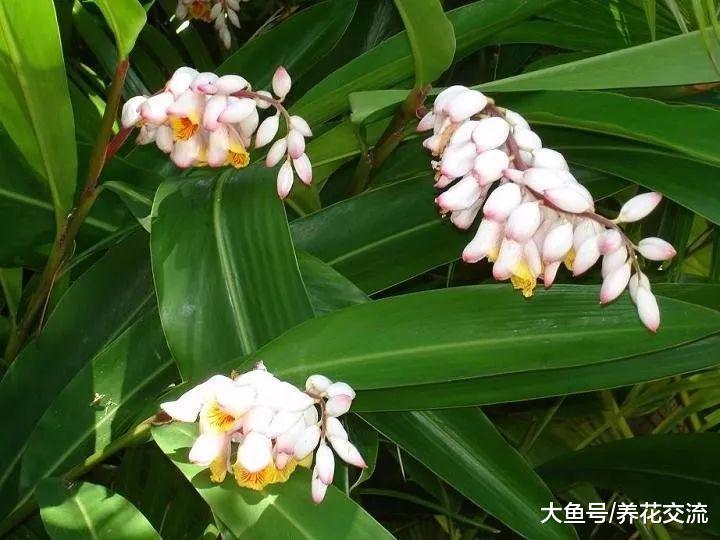 八种能在树荫下开花灿烂、生长旺盛的植物, 新手也能种出一片花园