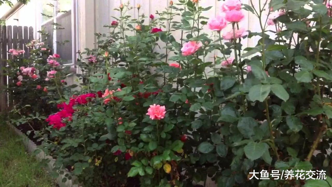 月季枝条和叶子长黑斑点要怎么处理?