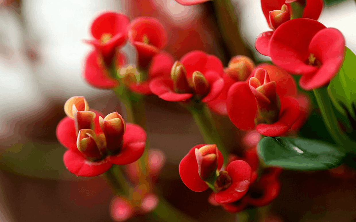 这3种花, 虽然“不出名”, 但是花能从春开到秋!