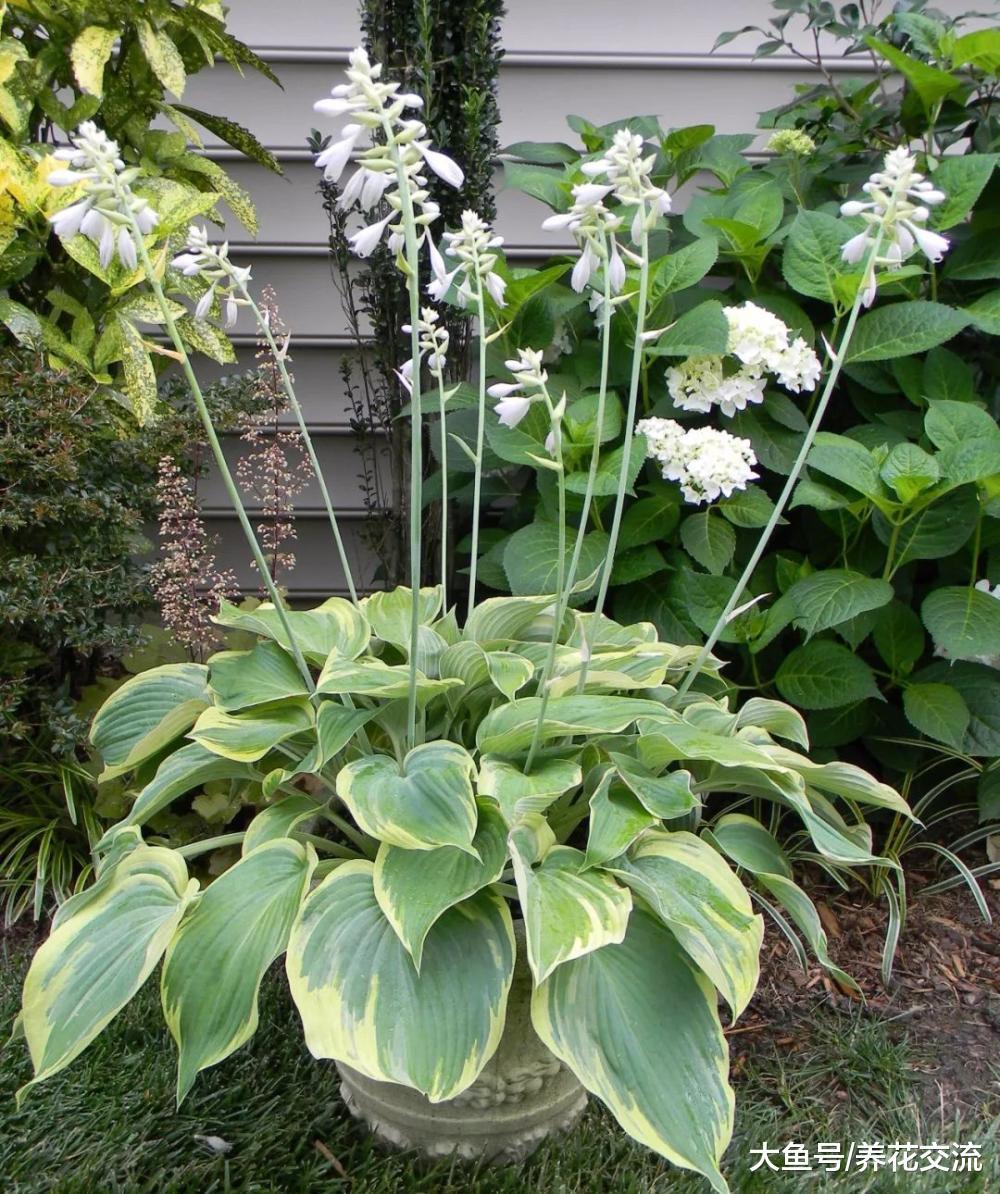在院子里种上这7种开花植物, 各种环境都能种上一种