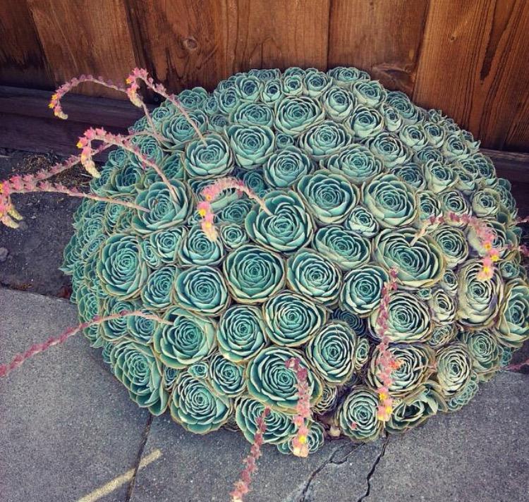 福利来了! 10种又便宜又好养的多肉, 最适合新手, 一不小心就爆盆了