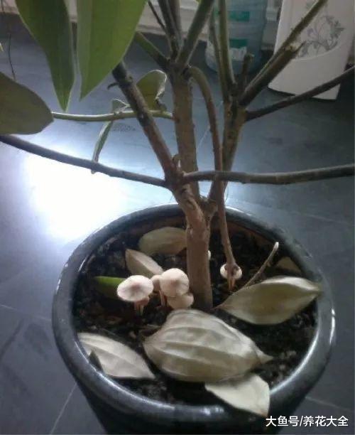 嫌弃多肉长得慢? 那就换一招, 长到花盆装不下!