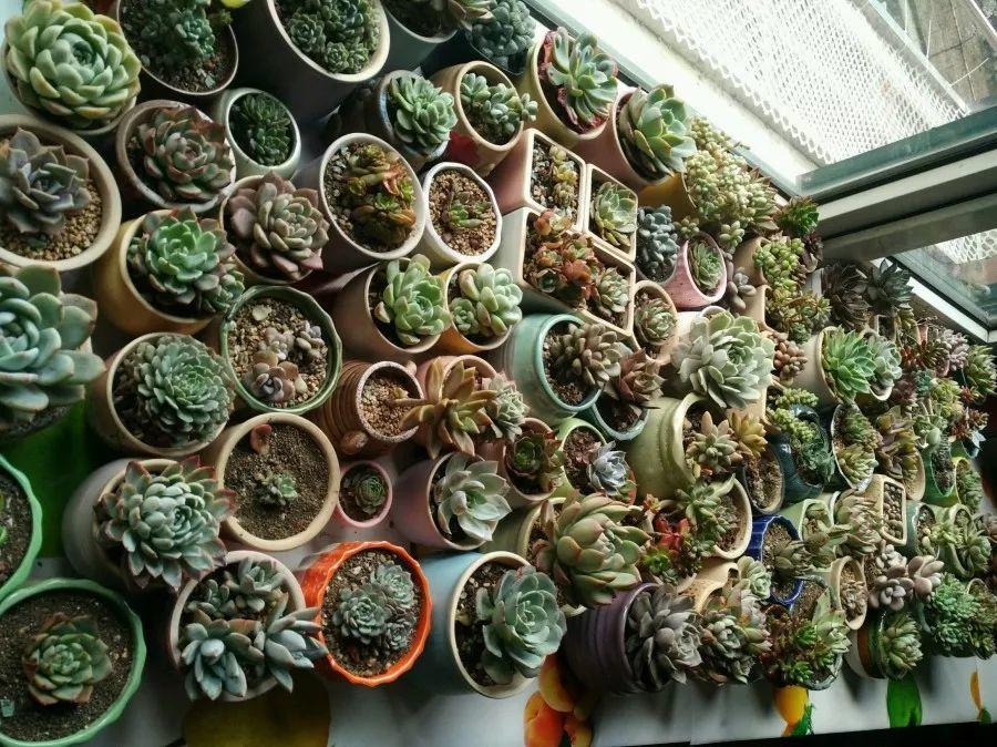 冬天多肉这么养, 南方北方都不怕, 矮胖更有型!