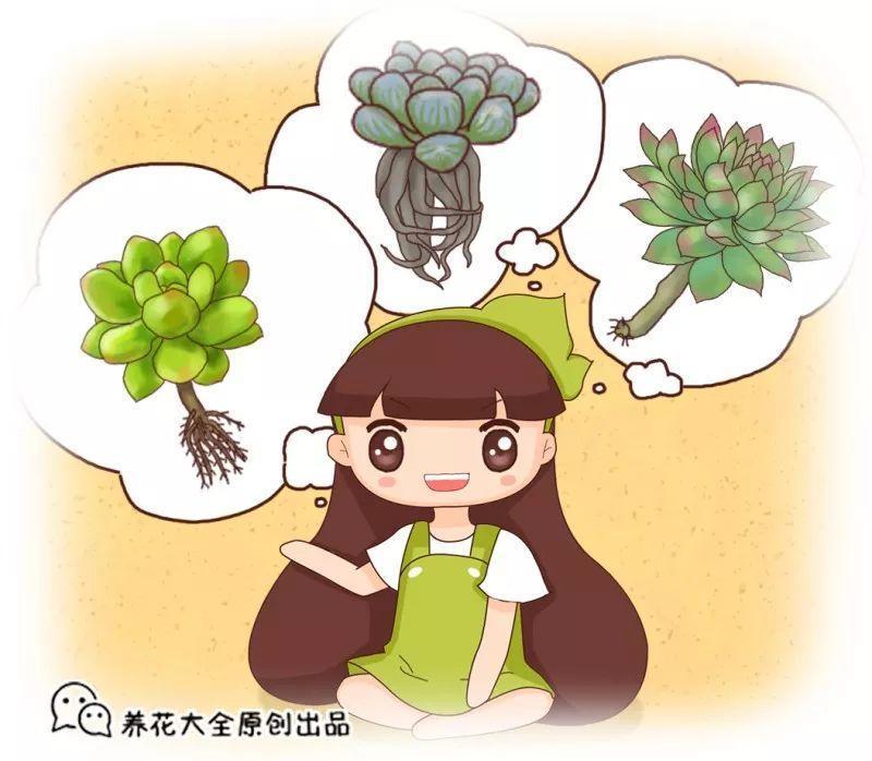 半死的多肉插瓶里, 立马冒出大白根, 夏天就靠这招了!