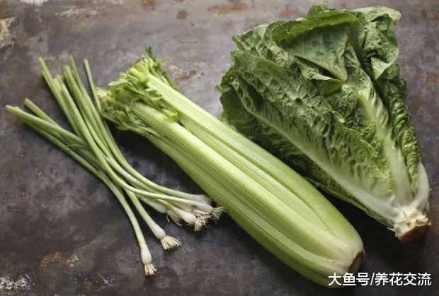厨房用剩的大葱、生菜和芹菜头不要扔了, 它们还能养成窗台盆栽