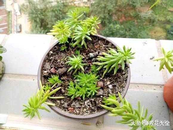 一小撮佛甲草, 跟着花友学, 2个月就能长满盆!