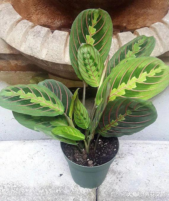 9种非常容易养护的耐阴植物, 能够在室内的光照的地方生长