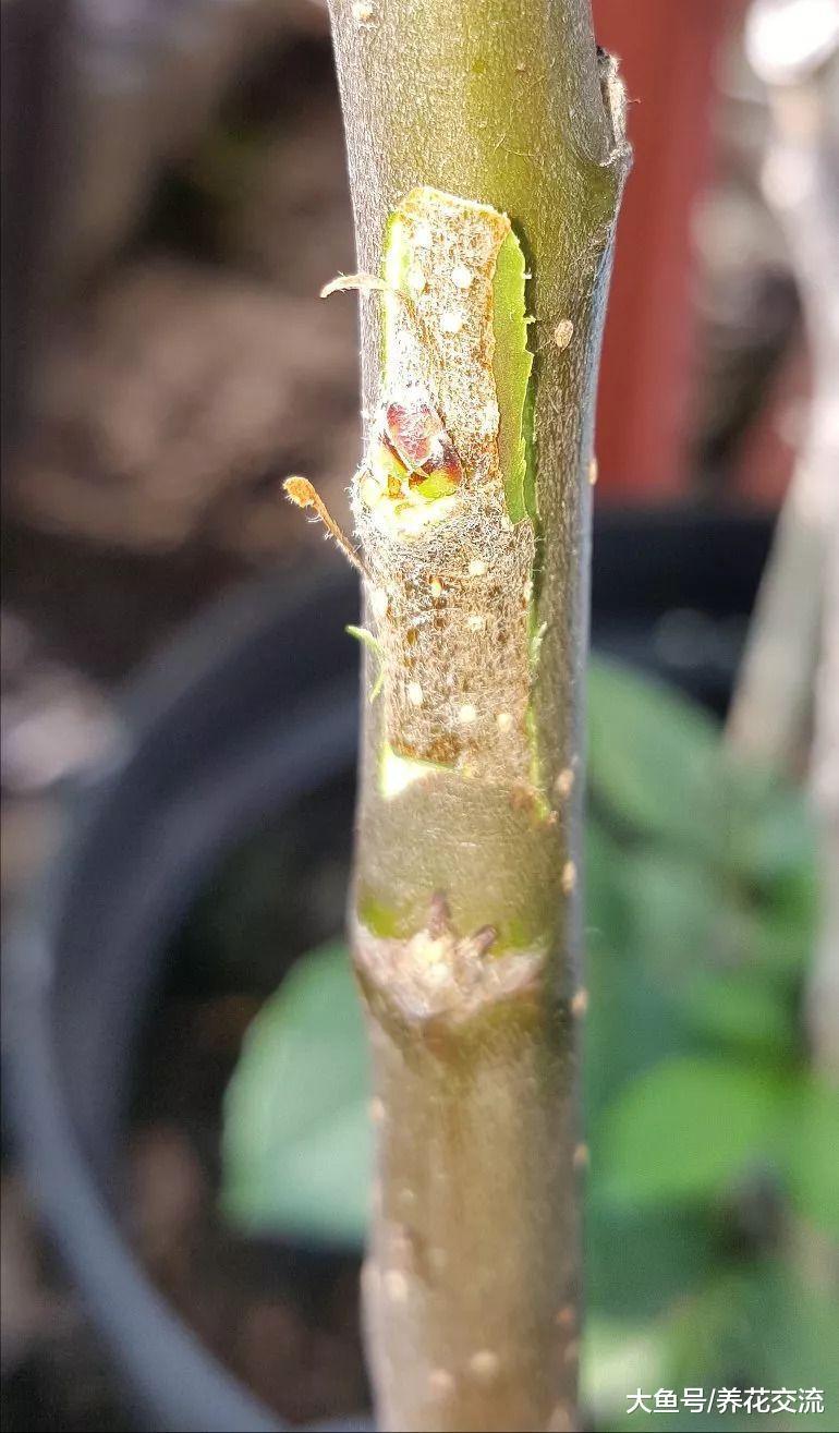 植物的枝条上剥下来一段皮就能进行芽接繁殖, 几个月后就能成功