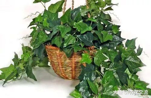 这10种室内植物可以很好改善空气质量, 也容易养活