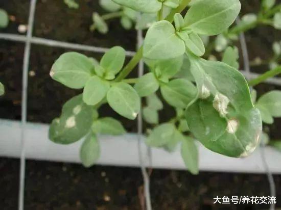 养在家里的盆栽植物特容易被这4种病害感染, 你知道如何处理不?