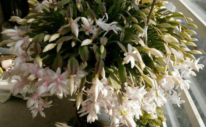 蟹爪兰喝点它, 秋天连开100朵, 叶子肥得直滴油!