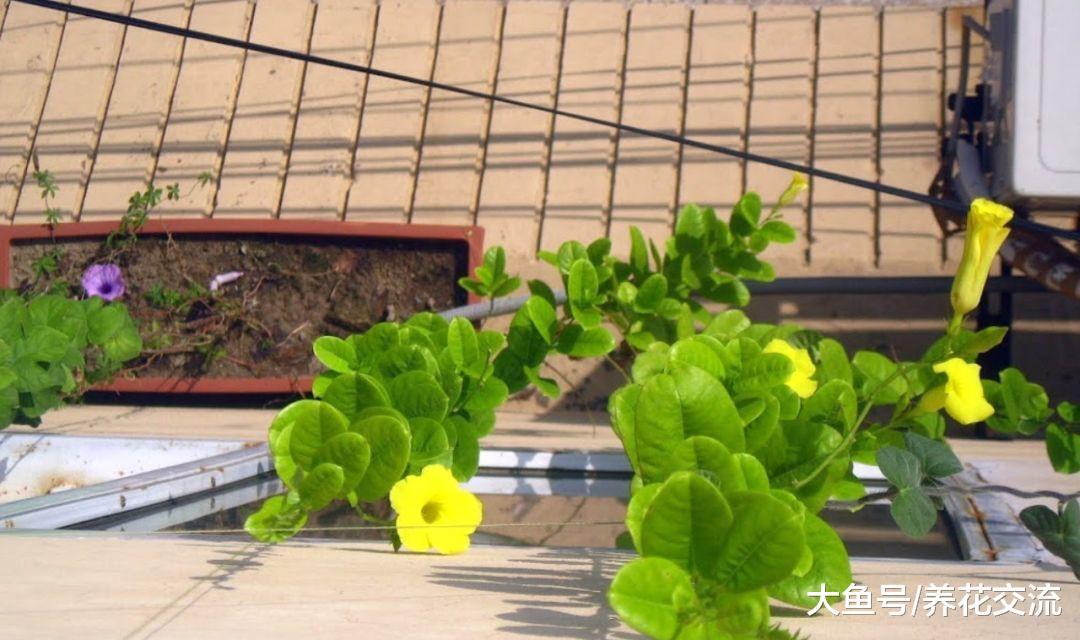 能够爬满整面墙的软枝黄蝉, 在夏秋季节能够保持不断开花