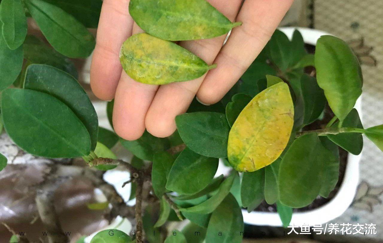 养家里的盆栽植物长霉菌怎么办, 是什么原因引起的?