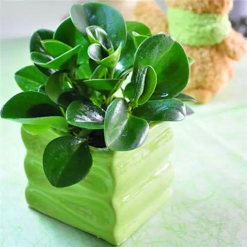 这么养殖豆瓣绿, 不施肥、不用管, 叶片照样肥绿健康!