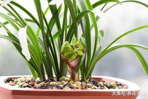兰花就要这样养, 不但不黄叶, 还年年都有花赏!