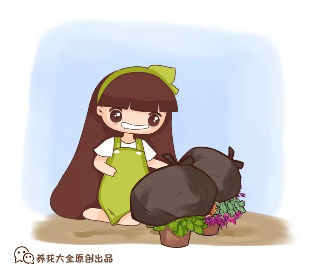 绿萝扦插不生根? 拿它一捂, 呼呼冒白根!